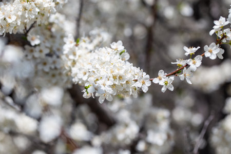 Blooming tree branches against clear blue sky. Spring, nature, freshness and calmness