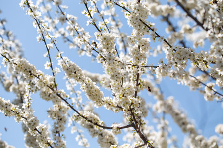 Blooming tree branches against clear blue sky. Spring, nature, freshness and calmness