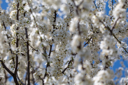 Blooming tree branches against clear blue sky. Spring, nature, freshness and calmness