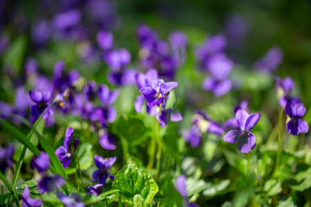 Spring flowers. Violet violets flowers bloom in the spring forest. Viola odorata