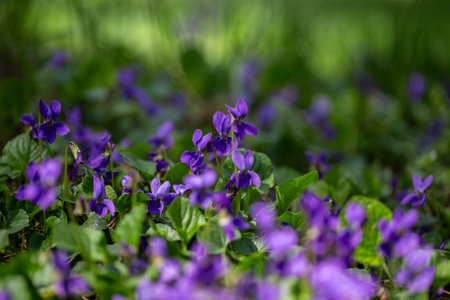 Spring flowers. Violet violets flowers bloom in the spring forest. Viola odorata
