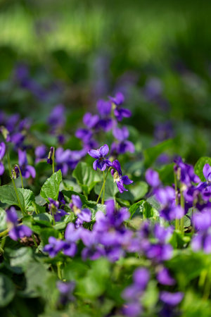 Spring flowers. Violet violets flowers bloom in the spring forest. Viola odorataの写真素材