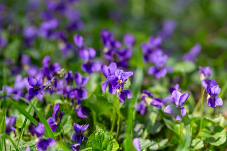 Spring flowers. Violet violets flowers bloom in the spring forest. Viola odorata