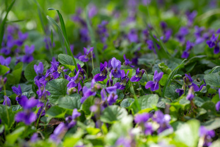 Spring flowers. Violet violets flowers bloom in the spring forest. Viola odorata