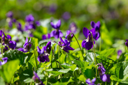 Spring flowers. Violet violets flowers bloom in the spring forest. Viola odorataの写真素材