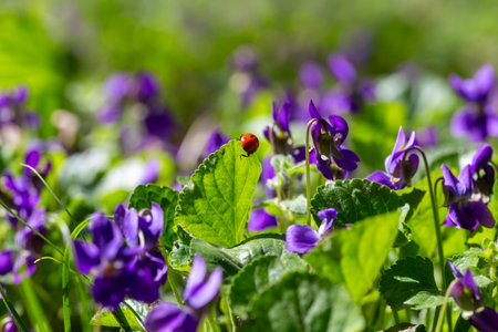 Spring flowers. Violet violets flowers bloom in the spring forest. Viola odorata
