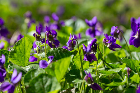 Spring flowers. Violet violets flowers bloom in the spring forest. Viola odorata