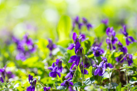 Spring flowers. Violet violets flowers bloom in the spring forest. Viola odorata