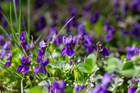 Spring flowers. Violet violets flowers bloom in the spring forest. Viola odorataの写真素材