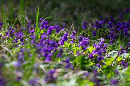 Spring flowers. Violet violets flowers bloom in the spring forest. Viola odorata