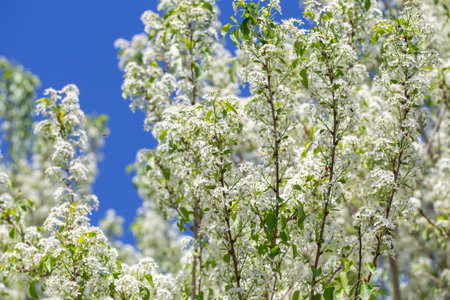 Spring cherry tree in blossom with delicate white petals and sunlight.