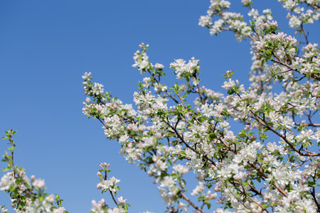 Apple tree branches covered in delicate white blossoms reach up toward the clear blue sky. A bright...