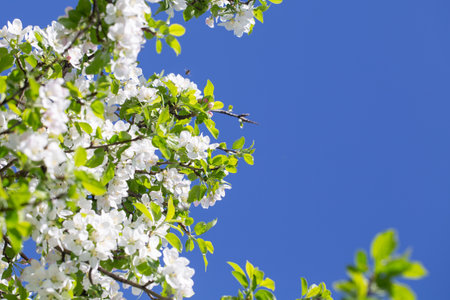 Spring apple blossom branch with pink buds against clear sky minimal nature background with fresh...