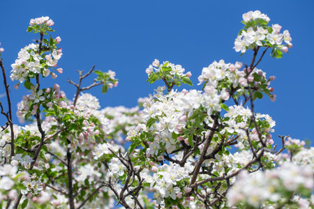 Spring apple blossom branch with pink buds against clear sky minimal nature background with fresh...