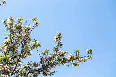 Blooming apple tree branch with white flowers against clear blue sky, spring nature background