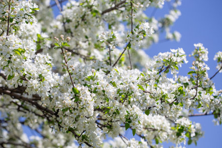 Spring blossom branch with pink buds against clear sky minimal nature background with fresh green...