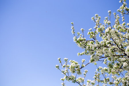 Spring apple blossom branch with pink buds against clear sky minimal nature background with fresh green leaves and soft pastel floral details.の写真素材