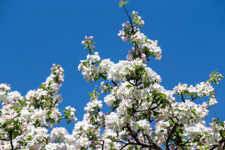 Spring apple blossom branch with pink buds against clear sky minimal nature background with fresh...