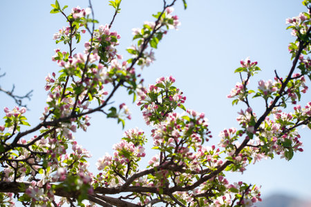 Spring apple blossom branch with pink buds against clear sky minimal nature background with fresh...