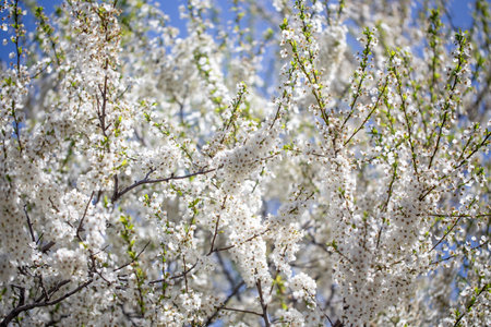 Floral branches stretching across the clear spring sky, inviting a peaceful mood
