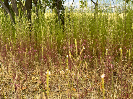 Close up of wild meadow grass with green and burgundy stems. Natural plant texture creates organic...