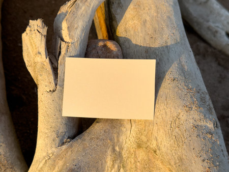 Two blank business cards placed on aged wooden surface. Warm sunlight creates natural atmospheric mockup for branding presentation.の写真素材