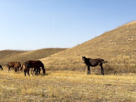 Group of horses walking across dry steppe covered with golden grass. Wide open natural landscape and freedom concept. Horses walking across dry landscape under clear blue sky.の写真素材