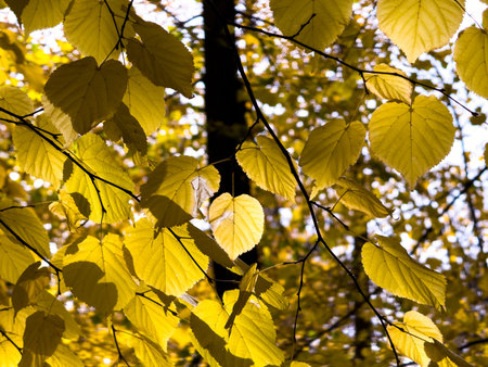 Close up of golden maple leaves illuminated by sunlight. Warm autumn mood and natural seasonal...
