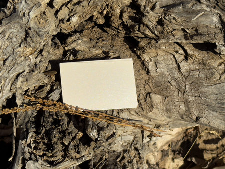 Two blank business cards placed on aged wooden surface. Warm sunlight creates natural atmospheric mockup for branding presentation.の写真素材