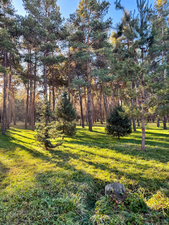 Bright pine forest in Kyrgyzstan. Sunlight creates long shadows on green grass, calm natural atmosphere and fresh air. Sunny pine forest with long shadows on green grassの写真素材