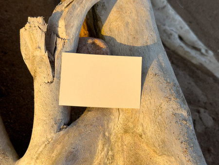 Two blank business cards placed on aged wooden surface. Warm sunlight creates natural atmospheric mockup.の写真素材