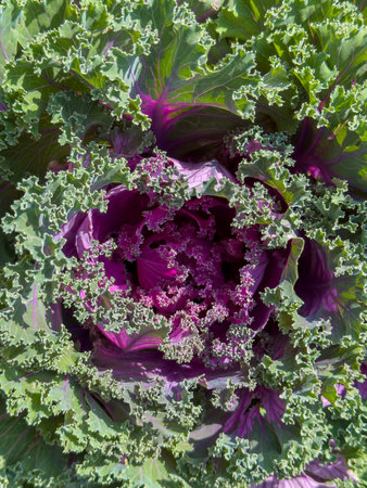 Close up of ornamental cabbage with vibrant purple center and ruffled green leaves. Decorative...