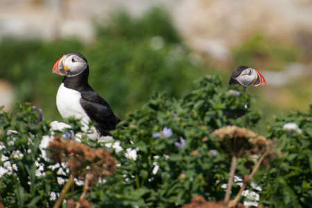 Atlantic puffins guarding their nest.