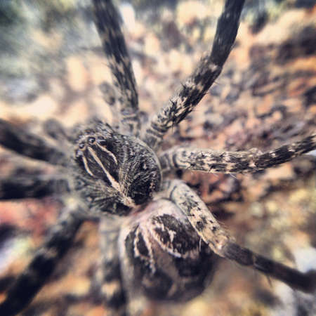 Spider in Algonquin. の素材
