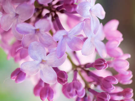 Blossoming lilac at sunset of the dayの写真素材