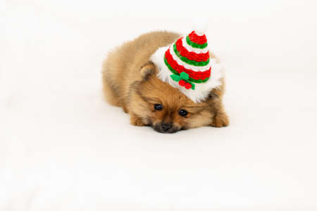 Cute pomeranian puppy in a Christmas hat. A pomeranian puppy and a New Year. The puppy celebrates Christmas.の写真素材