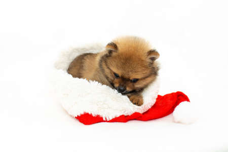 Cute pomeranian puppy playing with Santa Claus hat. The puppy has a New Year. A Christmas puppy.の写真素材