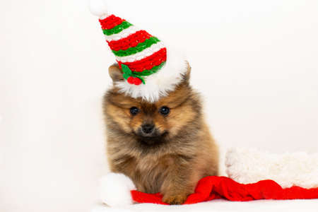 Cute pomeranian puppy in a Christmas hat playing with Santa Claus hat. The puppy has a New Year. A Christmas puppy.の写真素材