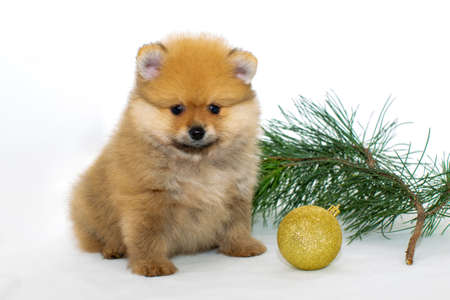 Cute puppy with a Christmas ball and a pine branch. New Year at the pomeranian puppy.の写真素材