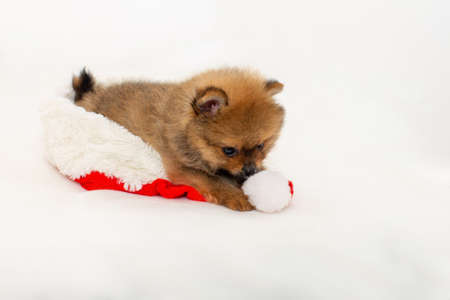 Cute pomeranian puppy playing with Santa Claus hat. The puppy has a New Year. A Christmas puppy.の写真素材