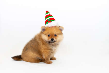 Cute pomeranian puppy in a Christmas hat. A pomeranian puppy and a New Year. The puppy celebrates Christmas.の写真素材