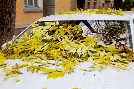 Yellow autumn leaves on the windshield and hood of the car. Autumn time in the city.の写真素材