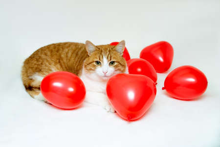 On Valentine's Day, a cat plays with heart-shaped balloons on a white background.の写真素材