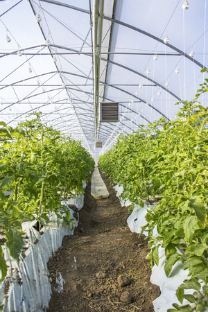 Growing tomato on an industrial scale,in the greenhouse.の写真素材