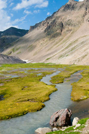 Alpine green meadow and creekの写真素材