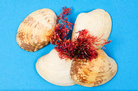 shell on a blue backgroundの写真素材