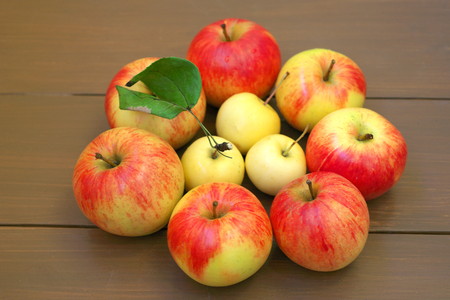 Several apples on a brown treeの写真素材