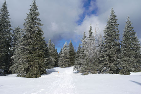 Winter fir forest with snowの写真素材