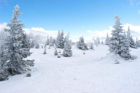 Winter fir forest with snowの写真素材