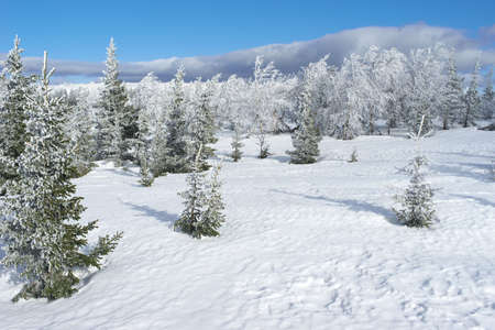 Winter fir forest with snowの写真素材